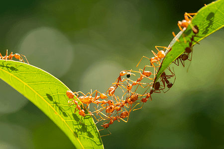 fire-ants-on-leaf